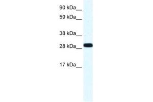 Western Blotting (WB) image for anti-Annexin A4 (ANXA4) antibody (ABIN2461408)