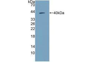 Western blot analysis of recombinant Human NPY. (NPY antibody  (AA 30-97))