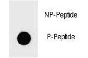 Dot blot analysis of phospho-PARP1 antibody.