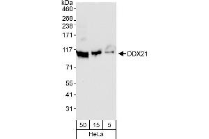 Western Blotting (WB) image for anti-DEAD (Asp-Glu-Ala-Asp) Box Polypeptide 21 (DDX21) (AA 50-100) antibody (ABIN7449586)