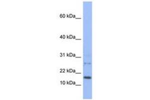 Image no. 1 for anti-Endothelial Differentiation Related Factor 1 (EDF1) (N-Term) antibody (ABIN6742596) (EDF1 antibody  (N-Term))