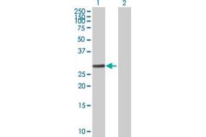 Western Blot analysis of RALGPS1 expression in transfected 293T cell line by RALGPS1 MaxPab polyclonal antibody. (RALGPS1 antibody  (AA 1-305))