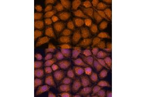 TNFAIP8L2 antibody  (AA 1-184)