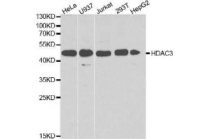 Western blot analysis of extracts of various cell lines, using HDAC3 antibody. (HDAC3 antibody  (AA 299-428))