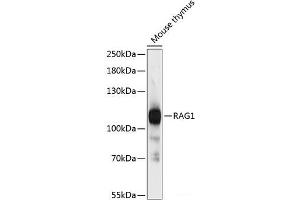 Western blot analysis of extracts of Mouse thymus using RAG1 Polyclonal Antibody at dilution of 1:3000. (RAG1 antibody)