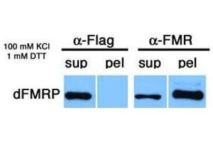 Image no. 1 for anti-Fragile X Mental Retardation 1 (FMR1) (C-Term) antibody (ABIN108599) (FMR1 antibody  (C-Term))