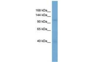 Image no. 1 for anti-Importin 5 (IPO5) (AA 143-192) antibody (ABIN6745675) (Importin 5 antibody  (AA 143-192))