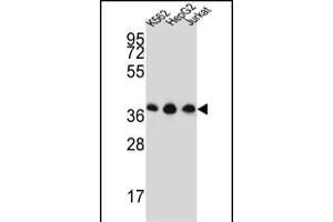 HNRPDL Antibody (Center) (ABIN651545 and ABIN2840293) western blot analysis in K562,HepG2,Jurkat cell line lysates (35 μg/lane). (HNRPDL antibody  (AA 206-234))