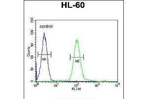 Flow cytometric analysis of HL-60 cells (right histogram) compared to a negative control cell (left histogram). (Coq7 antibody  (C-Term))