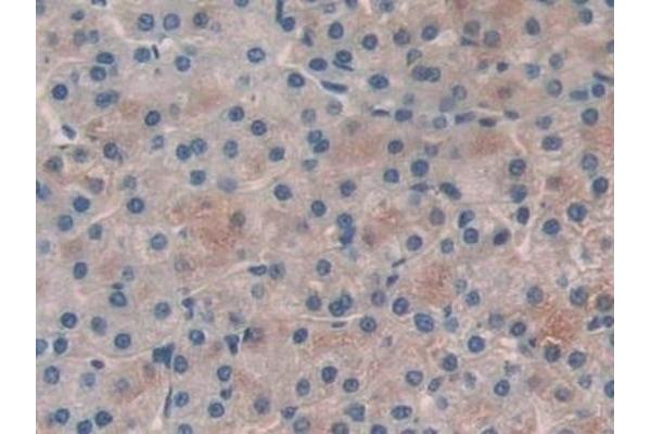 PLAA antibody  (AA 534-792)