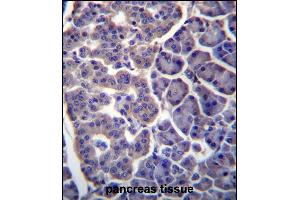 TM9SF2 Antibody (N-term) (ABIN657076 and ABIN2846239) immunohistochemistry analysis in formalin fixed and paraffin embedded human pancreas tissue followed by peroxidase conjugation of the secondary antibody and DAB staining. (TM9SF2 antibody  (N-Term))