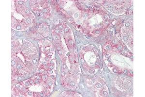 Anti-SPTAN1 / Alpha Fodrin antibody IHC of human kidney. (SPTAN1 antibody  (N-Term))