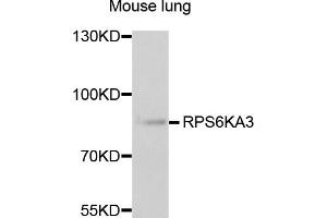 Western blot analysis of extracts of mouse lung, using RPS6KA3 antibody (ABIN1876624) at 1:1000 dilution. (RPS6KA3 antibody)