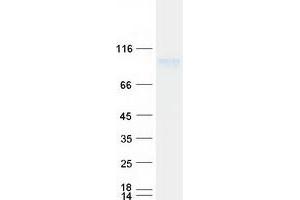 Validation with Western Blot (KIRREL3 Protein (Myc-DYKDDDDK Tag))