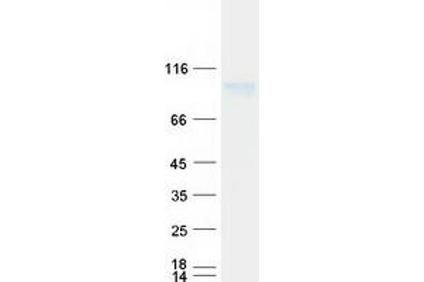KIRREL3 Protein (Myc-DYKDDDDK Tag)