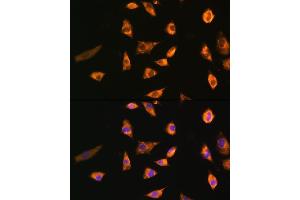Immunofluorescence analysis of L929 cells using SPRR3 Rabbit pAb (ABIN6130714, ABIN6148386, ABIN6148387 and ABIN6215609) at dilution of 1:100. (SPRR3 antibody  (AA 1-70))