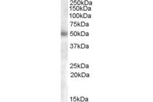 ABIN238637 (0. (GCNT3 antibody  (AA 273-284))