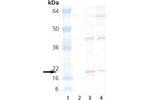 Western blot analysis of HSP20, pAb : Lane 1: MW Marker, Lane 2: HeLa (heat shocked) , Lane 3: 3T3 (heat shocked) , Lane 4: PC-12 (heat shocked) (HSPB6 antibody)