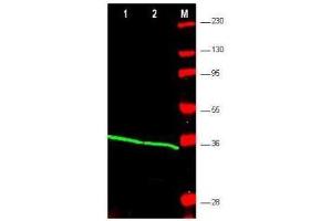 Western blot using  affinity purified anti-PCNA antibody shows detection of PCNA protein in HEK293 (lane 1) and Jurkat (lane 2) whole cell extracts. (PCNA antibody  (Internal Region))