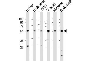 All lanes : Anti-HTR2B Antibody (C-term ) at 1:2000 dilution Lane 1: human liver lysate Lane 2: human placenta lysate Lane 3: HT-29 whole cell lysate Lane 4: mouse heart lysate Lane 5: mouse spleen lysate Lane 5: rat stomach lysate Lysates/proteins at 20 μg per lane. (Serotonin Receptor 2B antibody  (C-Term))