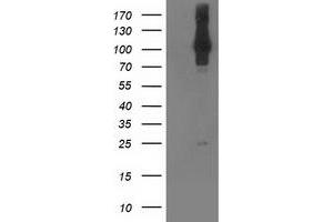 Western Blotting (WB) image for anti-NIMA (Never in Mitosis Gene A)- Related Kinase 9 (NEK9) antibody (ABIN1499687) (NEK9 antibody)