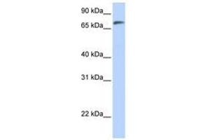 Image no. 1 for anti-Chromosome 14 Open Reading Frame 37 (C14ORF37) (AA 36-85) antibody (ABIN6740872) (C14ORF37 antibody  (AA 36-85))
