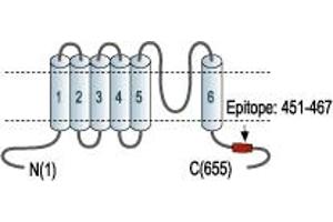 Representative domain view of the target of ABIN7043536.