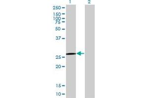 QDPR antibody  (AA 1-244)