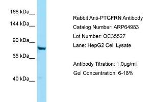 Western Blotting (WB) image for anti-Prostaglandin F2 Receptor Negative Regulator (PTGFRN) (C-Term) antibody (ABIN971499) (PTGFRN antibody  (C-Term))