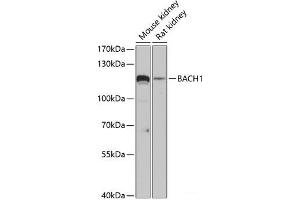 Western blot analysis of extracts of various cell lines using BACH1 Polyclonal Antibody at dilution of 1:3000. (BACH1 antibody)