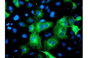 Immunofluorescence (IF) image for anti-ATG3 Autophagy Related 3 (ATG3) antibody (ABIN1496760) (ATG3 antibody)