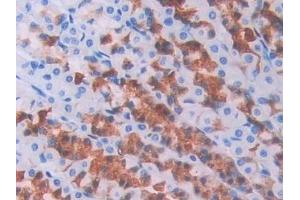 Detection of BMP6 in Rat Stomach Tissue using Polyclonal Antibody to Bone Morphogenetic Protein 6 (BMP6) (BMP6 antibody  (AA 375-502))