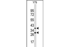 Western blot analysis of FBXO4 Antibody (Center) (ABIN653243 and ABIN2842769) in Y79 cell line lysates (35 μg/lane). (FBXO4 antibody  (AA 225-251))