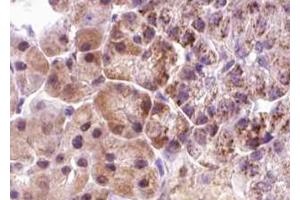 ABIN6267640 at 1/100 staining human pancreas tissue sections by IHC-P. (eIF4EBP1 antibody  (pThr36))