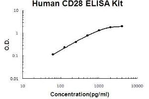 Human CD28 PicoKine ELISA Kit standard curve (CD28 ELISA Kit)