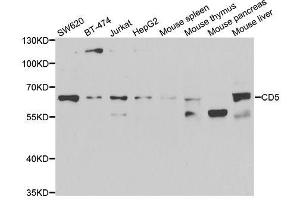 Western blot analysis of extracts of various cell lines, using CD5 antibody. (CD5 antibody  (AA 25-240))