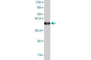 Western Blot detection against Immunogen (36.