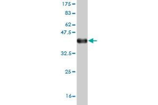 HOXA5 antibody  (AA 171-270)