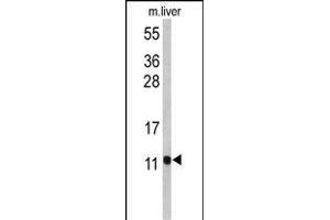 Western blot analysis of PCBD1 Antibody (Center) (ABIN653056 and ABIN2842659) in mouse liver tissue lysates (35 μg/lane). (PCBD1 antibody  (AA 11-37))