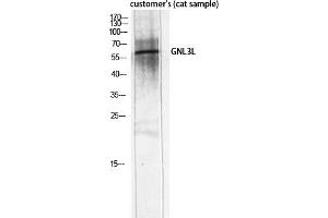 Western Blot analysis of customer's (cat sample) using GNL3L Polyclonal Antibody diluted at 1:2000. (GNL3L antibody  (AA 40-120))