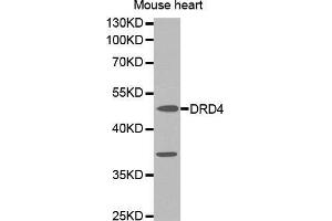 Western Blotting (WB) image for anti-Dopamine Receptor D4 (DRD4) (AA 100-200) antibody (ABIN1679595) (DRD4 antibody  (AA 100-200))