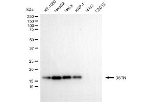 Western blotting analysis using DSTN antibody (ABIN7798319). (Destrin antibody)