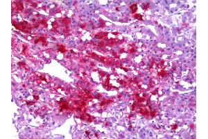 Anti-NPY / Neuropeptide Y antibody IHC of human adrenal medulla. (NPY antibody  (AA 29-97))