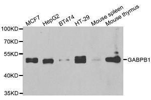 Western blot analysis of extracts of various cell lines, using GABPB1 antibody. (GABPB1 antibody  (AA 231-395))