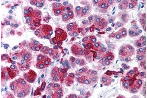 Human Pancreas (formalin-fixed, paraffin-embedded) stained with FOXD3 antibody ABIN214753 at 5 ug/ml followed by biotinylated goat anti-rabbit IgG secondary antibody ABIN481713, alkaline phosphatase-streptavidin and chromogen. (FOXD3 antibody  (AA 257-306))
