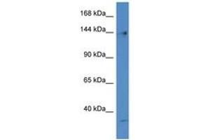 Image no. 1 for anti-Polymerase (DNA Directed), gamma (POLG) (AA 242-291) antibody (ABIN6747379) (POLG antibody  (AA 242-291))