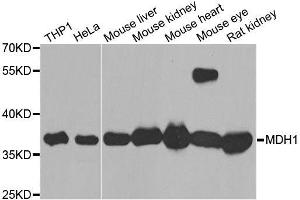 Western blot analysis of extracts of various cell lines, using MDH1 antibody. (MDH1 antibody  (AA 1-334))