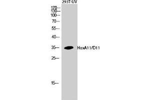 Western Blot (WB) analysis of 293T-UV cells using HoxA11/D11 Polyclonal Antibody. (HOXA11/D11 antibody  (C-Term))