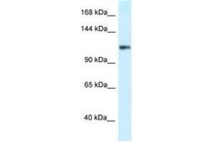 Image no. 1 for anti-Potassium Voltage-Gated Channel, Subfamily H (Eag-Related), Member 3 (Kcnh3) (AA 95-144) antibody (ABIN6747523) (KCNH3 antibody  (AA 95-144))