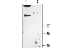 Western blot analysis of rat skeletal muscle membranes: - 1. (CLCN1 antibody  (Cytosolic, N-Term))